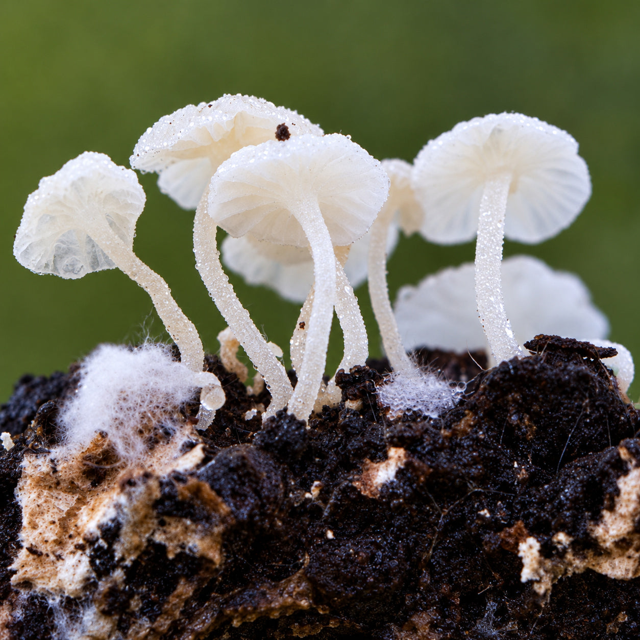 White Fairy Parachute (Marasmiellus albus-corticis) mushrooms growing in natural habitat