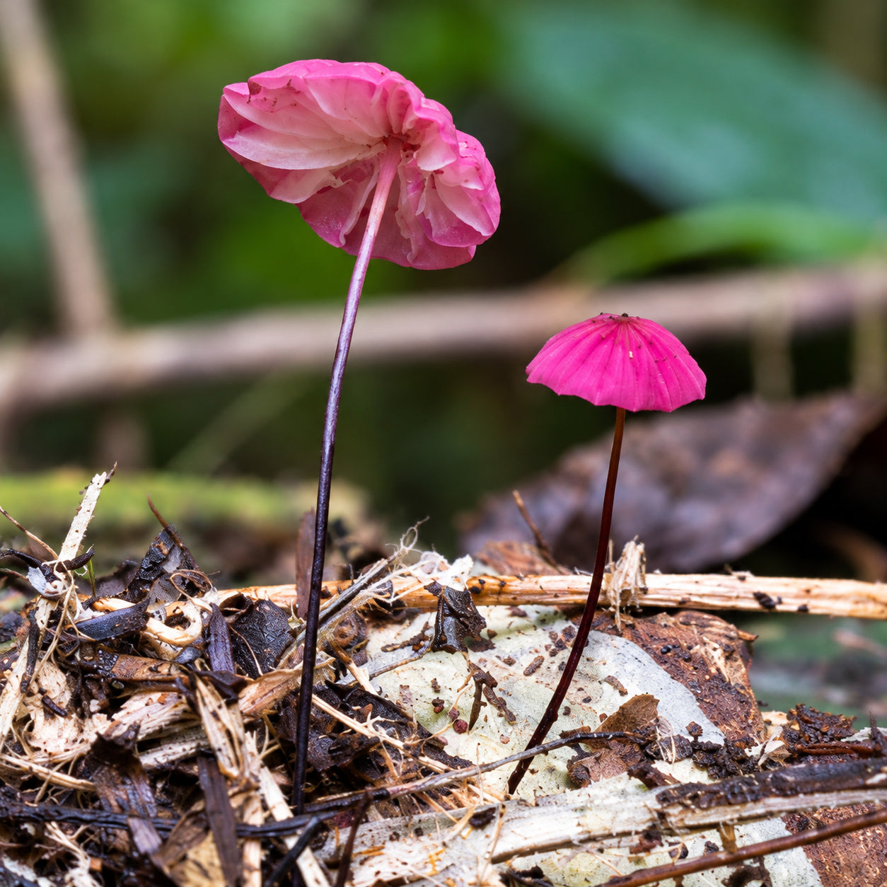 Purple Pinwheel (Marasmius haematocephalus) mushrooms growing in natural habitat