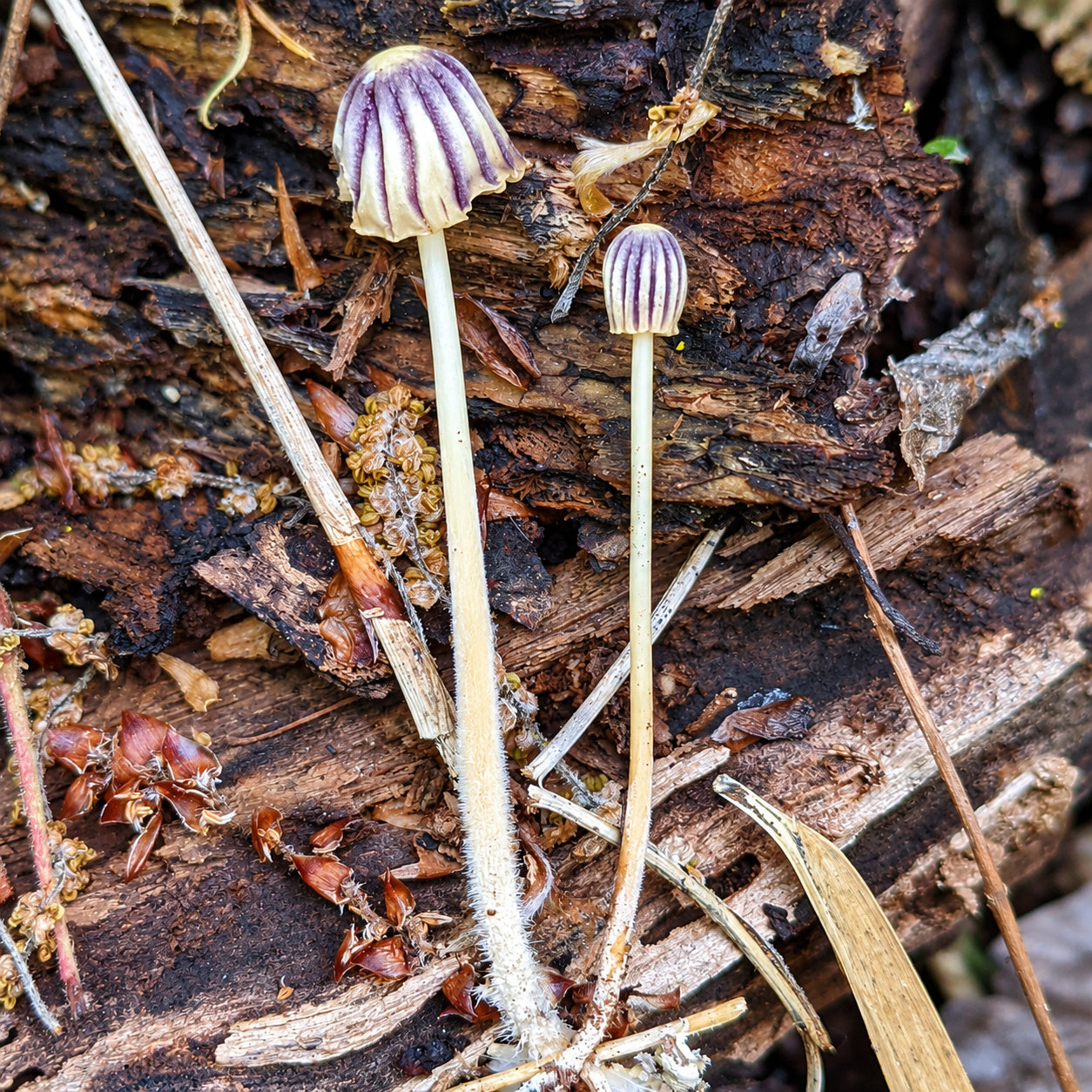 Purpline Pinwheel (Marasmius purpureostriatus) mushrooms growing in natural habitat