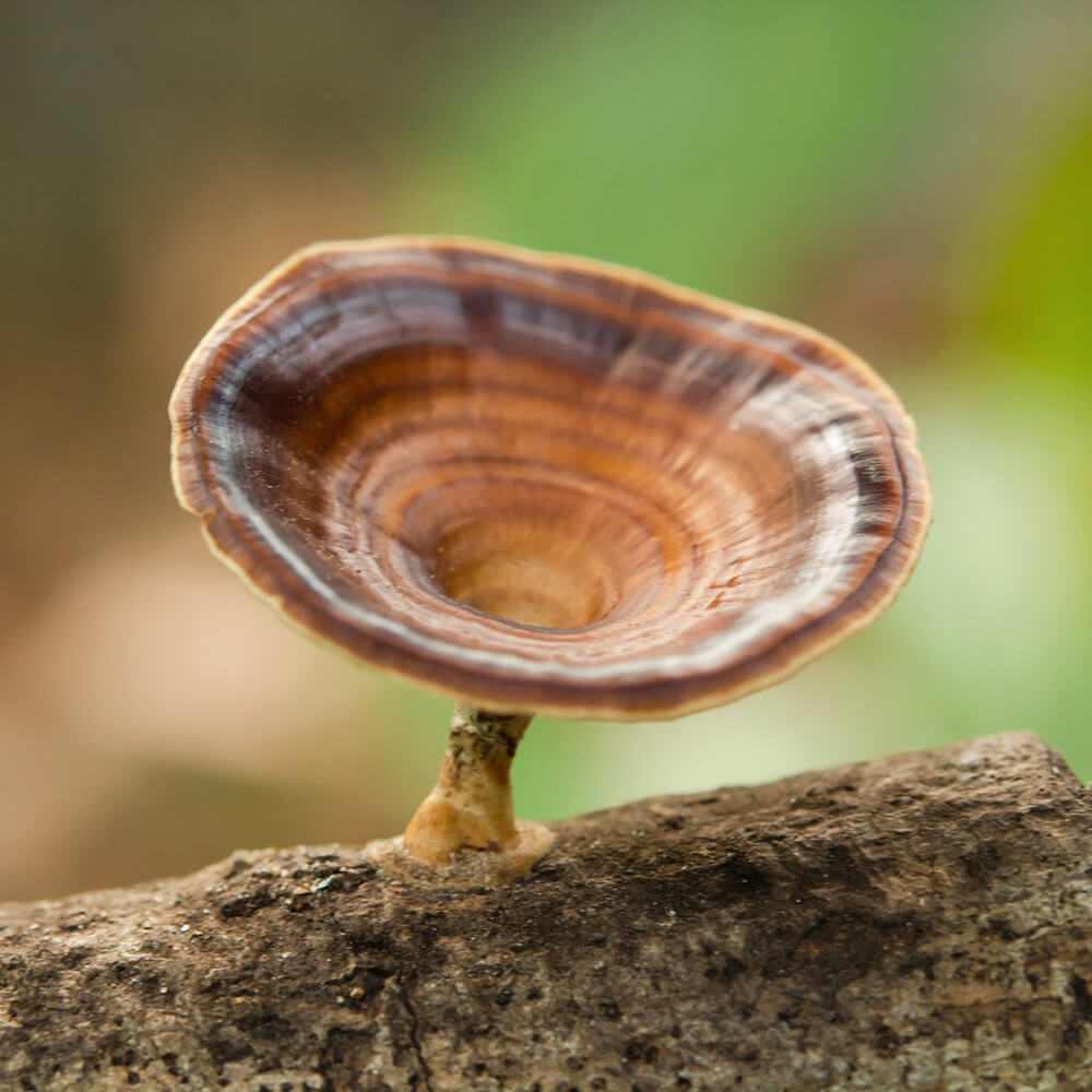 Microporus xanthopus