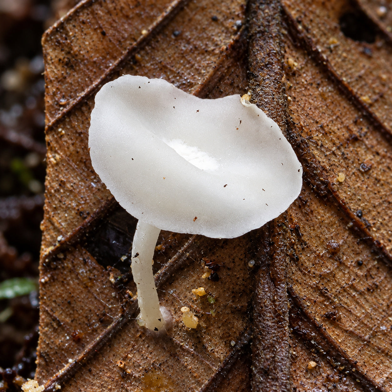 Miracle Bonnet (Mycena myrifica) mushrooms growing in natural habitat