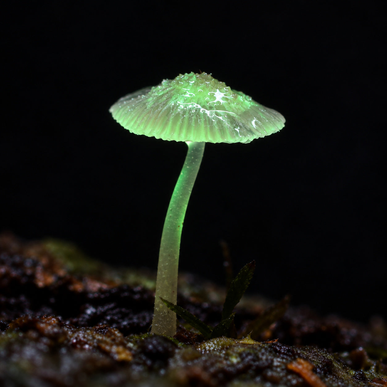 Night Sky (Mycena nocticaelum) mushrooms growing in natural habitat