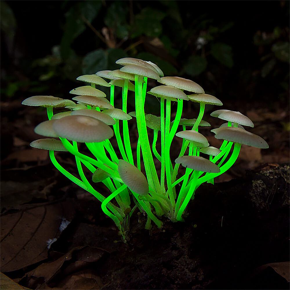 Mycena noctilucens