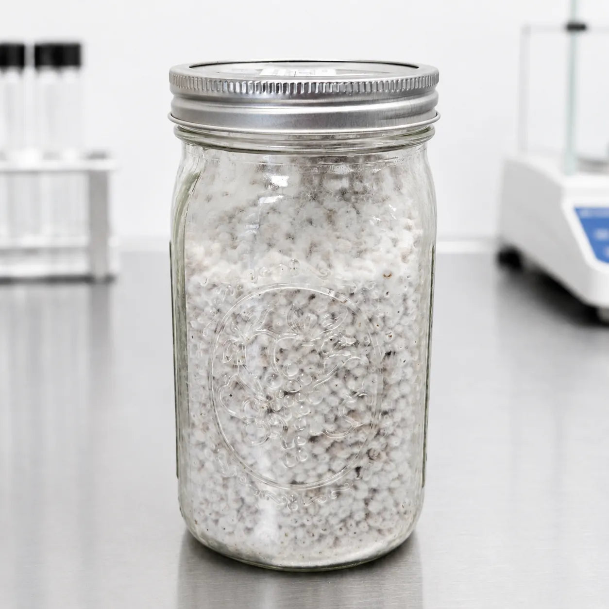 Nameko mushroom grain spawn in a one quart jar, white mycelium speckled through colonized rye grain