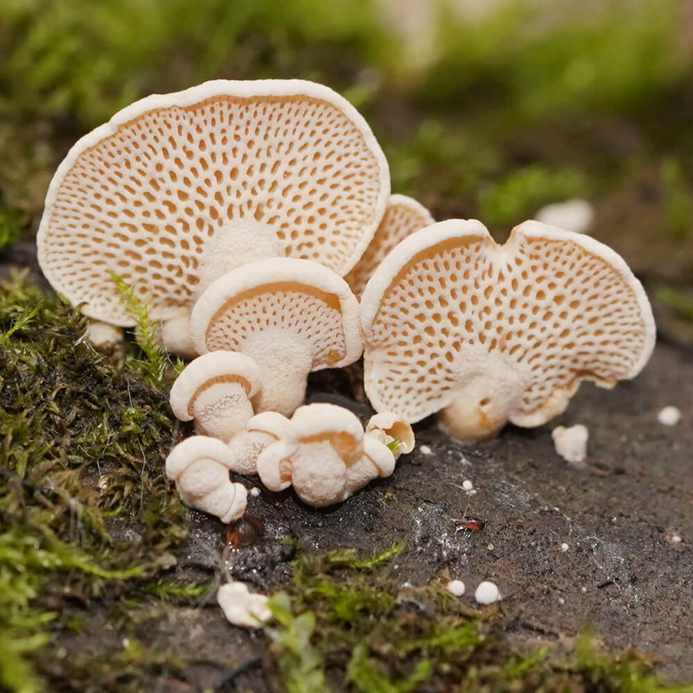 Panellus luxfilamentus