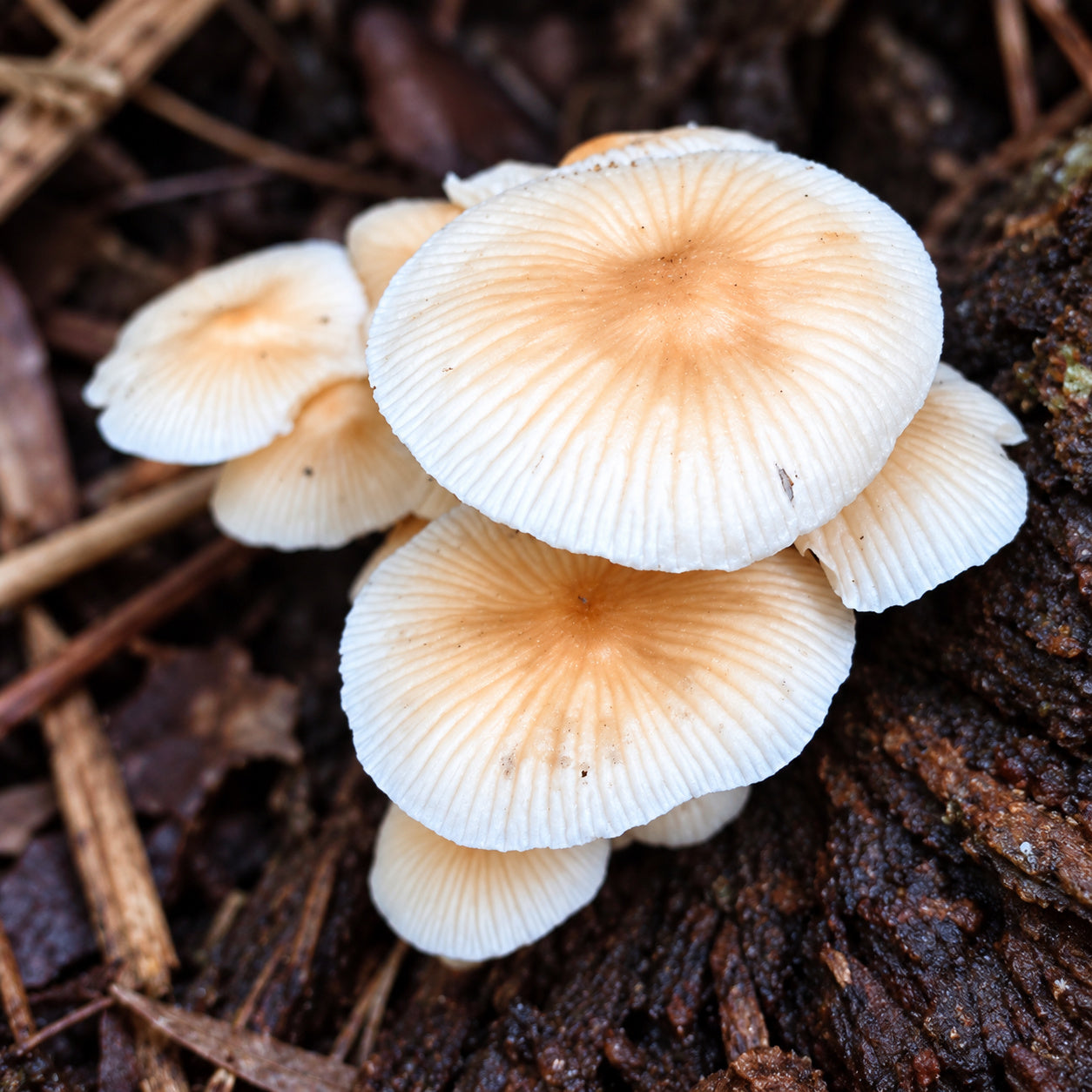 Peach Faint Foot (Heimiomyces sp.) mushrooms growing in natural habitat