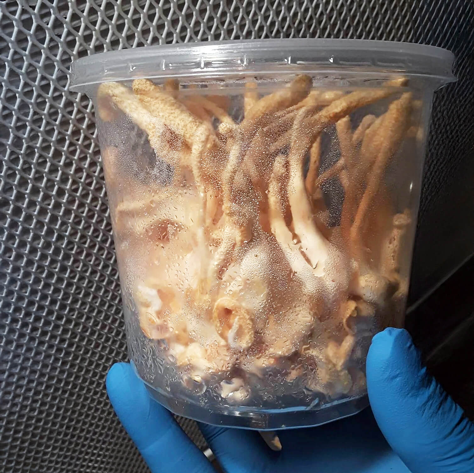 Cordyceps Militaris (Peach)