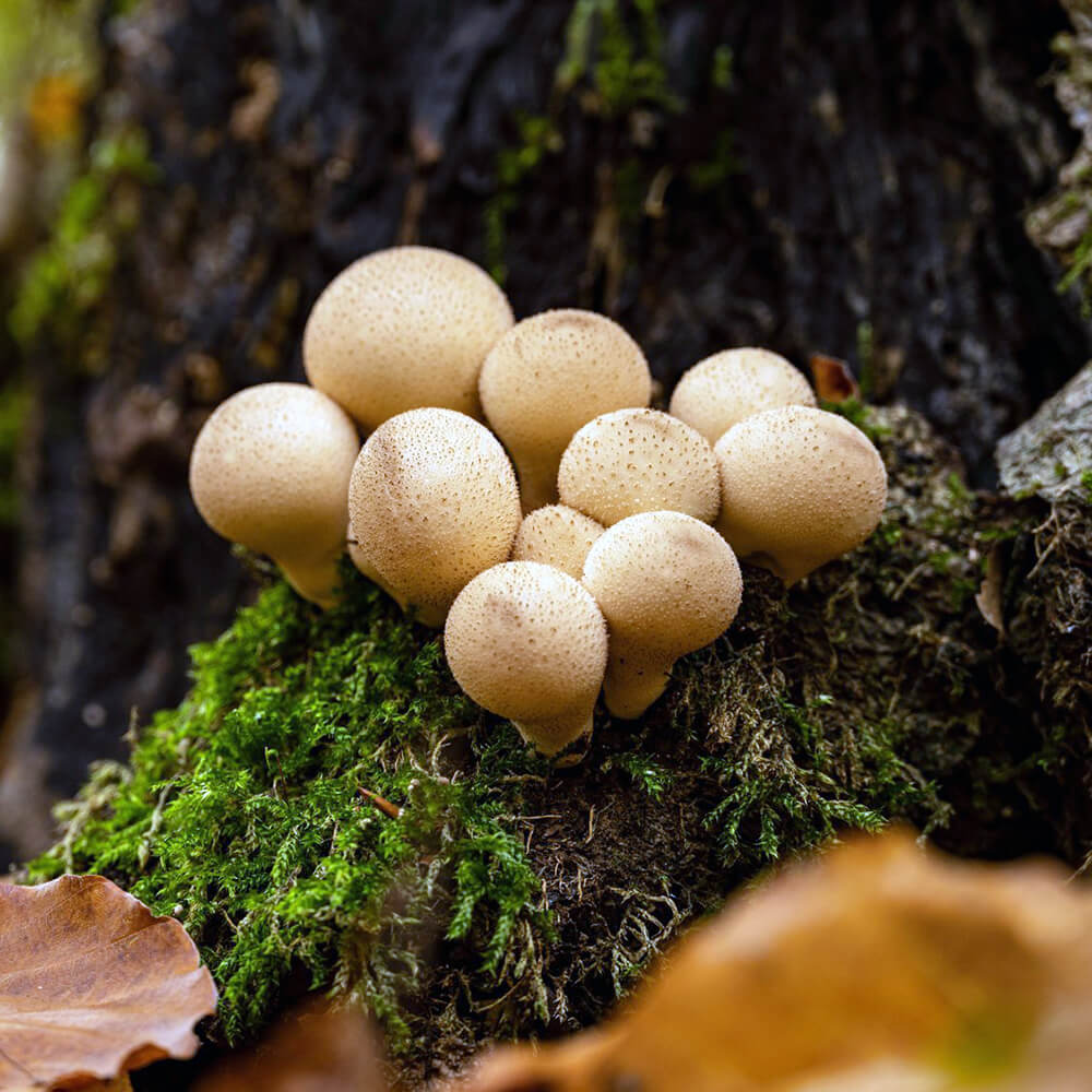 Pear-shaped puffball (Apioperdon pyriforme)