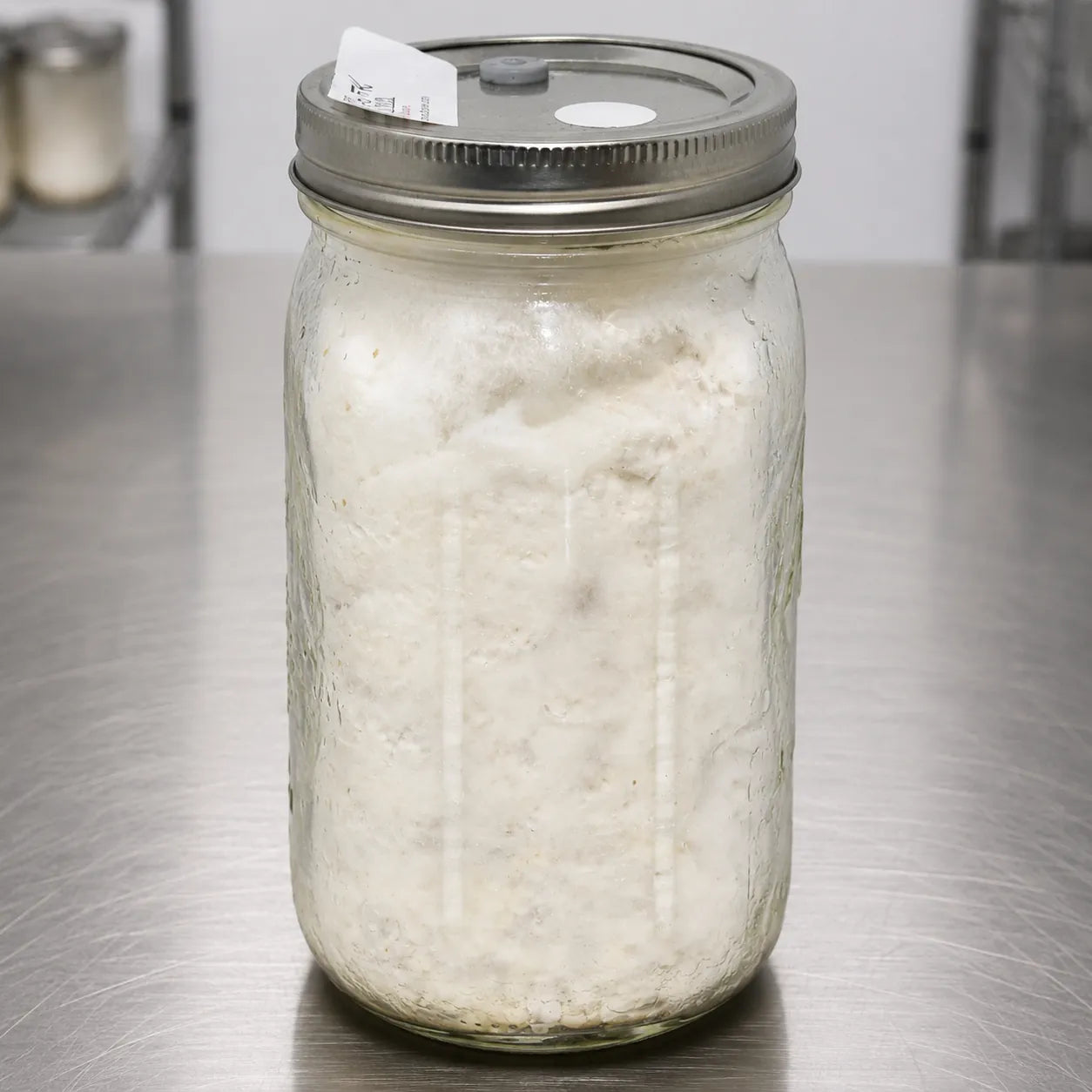 Pearl Oyster mushroom grain spawn in a one quart jar, fully colonized with dense bright white mycelium