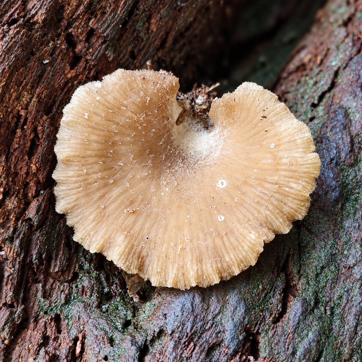 Pleura Small Coin (Pleurocollybia imbricata) mushrooms growing in natural habitat