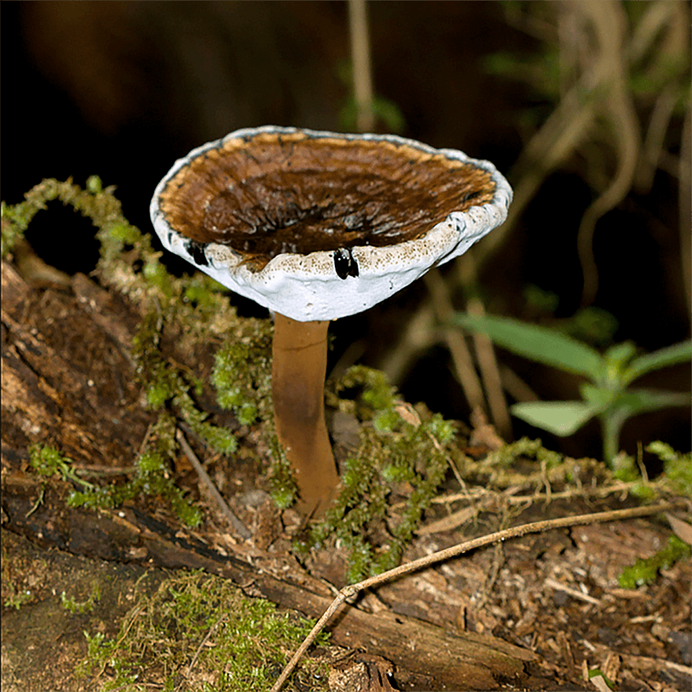 Red-staining Polypore (Amauroderma rude)