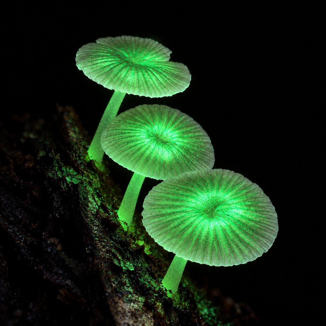 Shining Bonnet (Mycena sinar) mushrooms growing in natural habitat