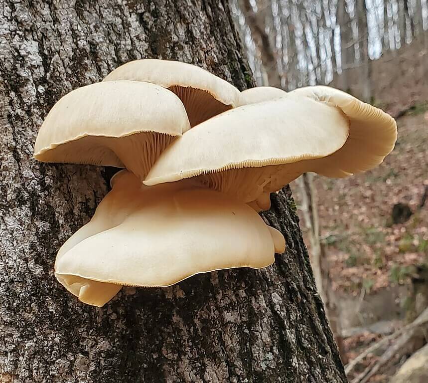Sporeless Oyster Mushroom (Pleurotus ostreatus)