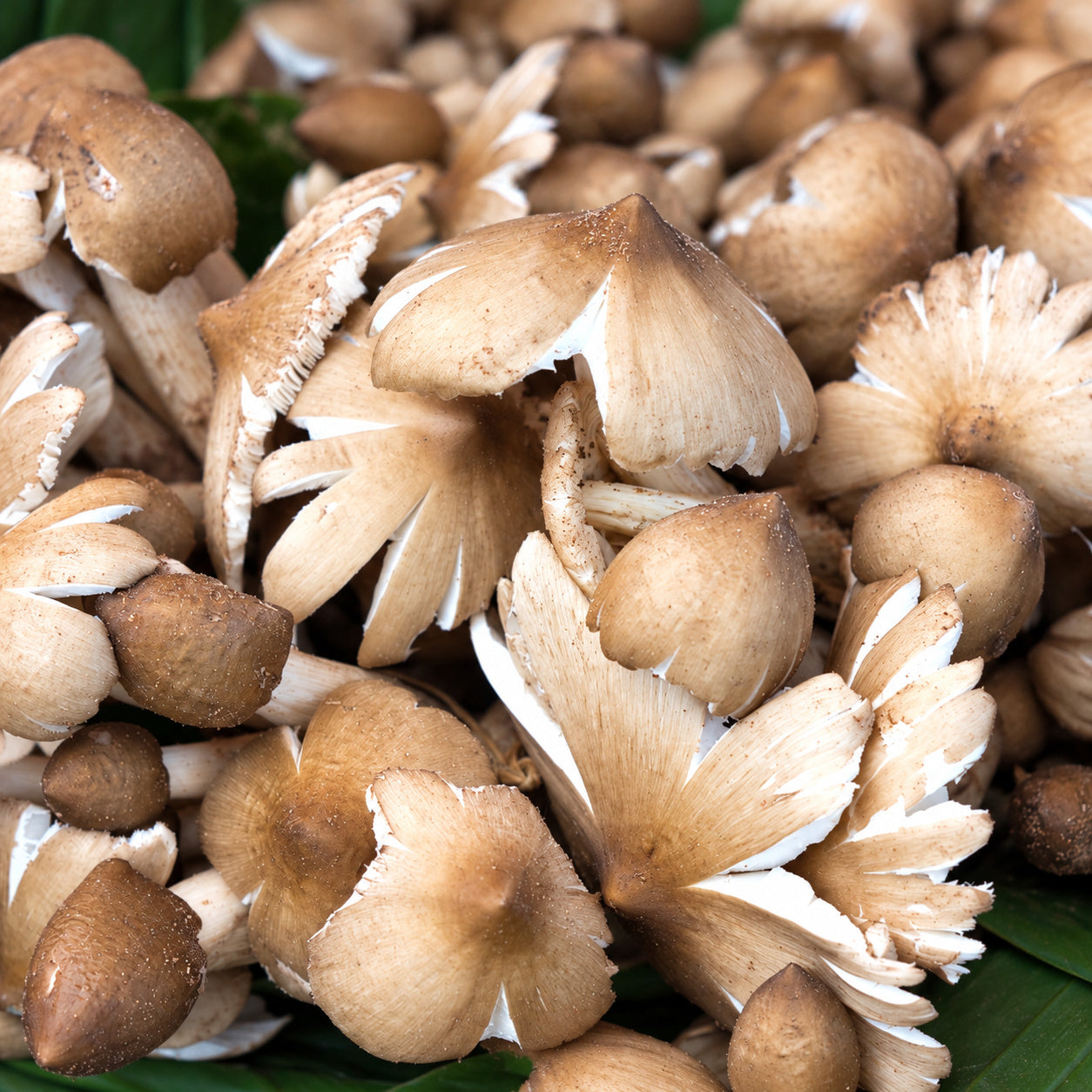 Striated Termite (Termitomyces striatus) mushrooms growing in natural habitat