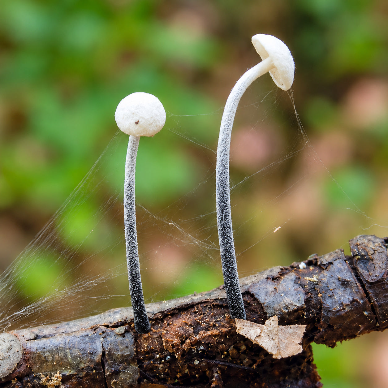 Black-Stalked Marasmius (Tetrapyrgos nigripes) mushrooms growing in natural habitat