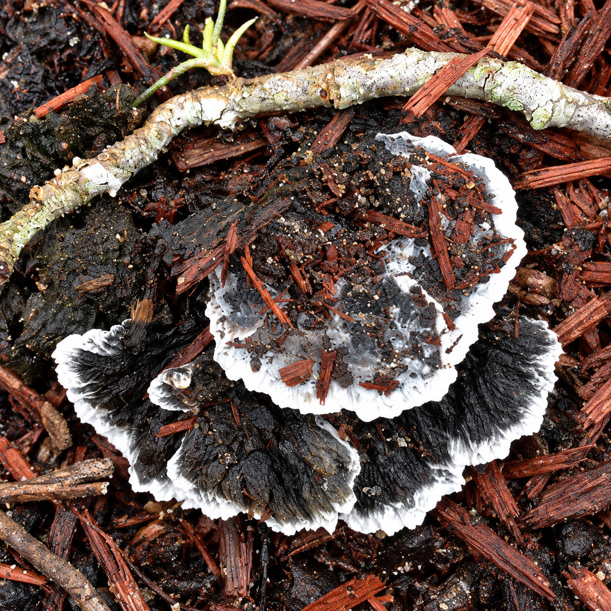 Black Earthfan (Thelephora cuticularis) mushrooms growing in natural habitat