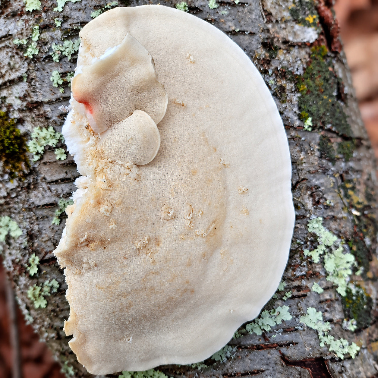 White Cheese Polypore (Tyromyces chioneus) mushrooms growing in natural habitat
