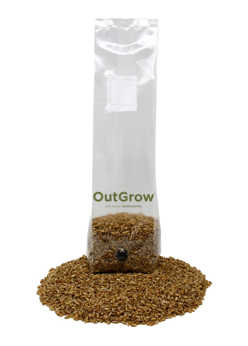 Sterilized rye berry mushroom substrate
in a grow bag with injection port