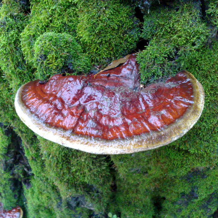 Red Reishi (Ganoderma resinaceum)