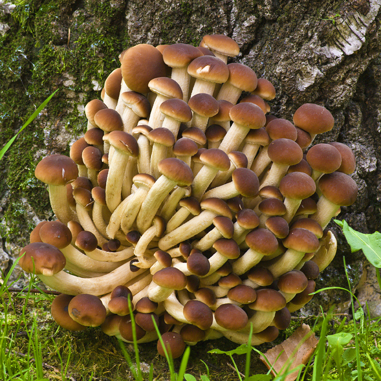 Pioppino, Black Poplar Mushroom (Agrocybe aegerita)