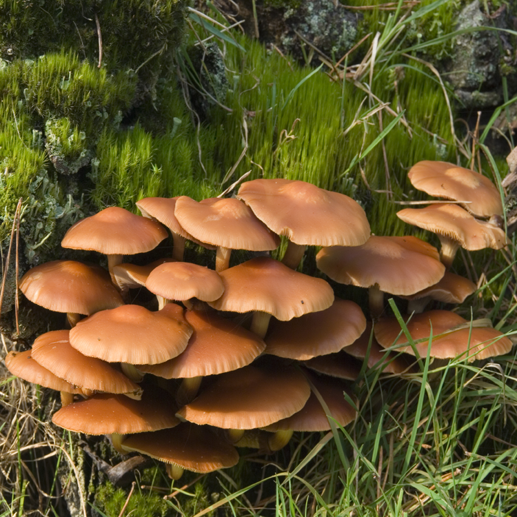 Sheathed Woodtuft (Kuehneromyces mutabilis)