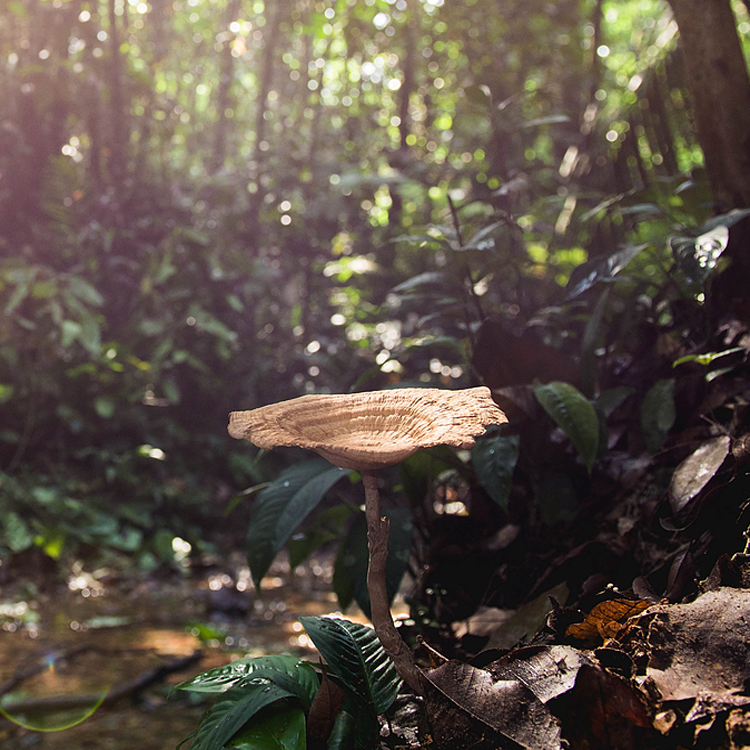 Tiger Milk Mushroom (Lignosus rhinocerus)