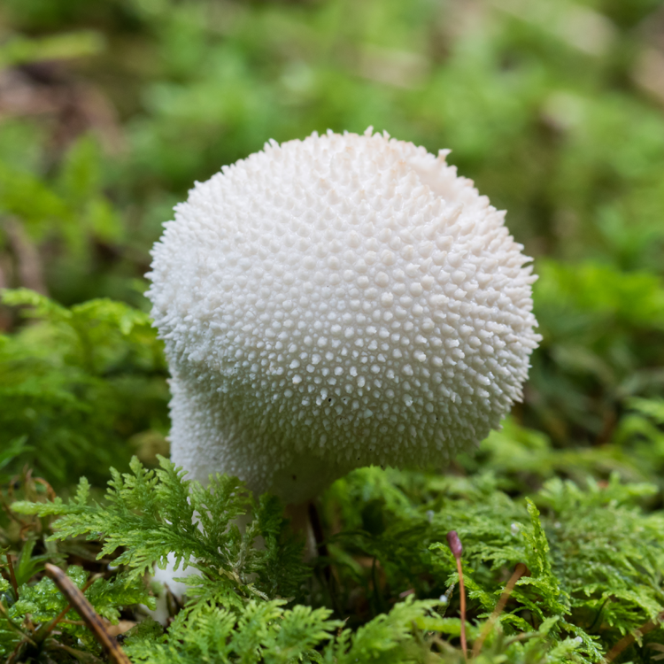 Gem Studded Puffball (Lycoperdon perlatum)