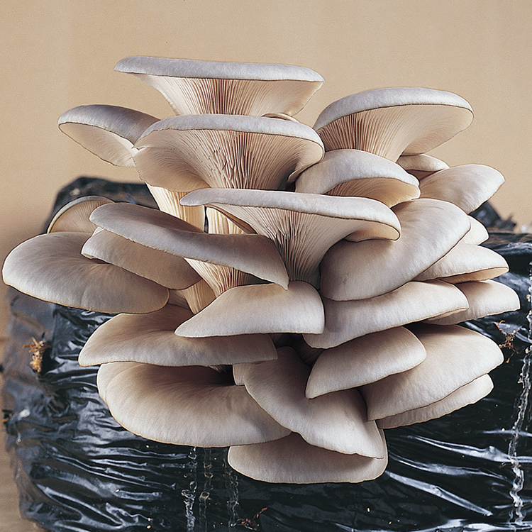Oyster Mushroom, HK-35 Commercial (Pleurotus ostreatus)