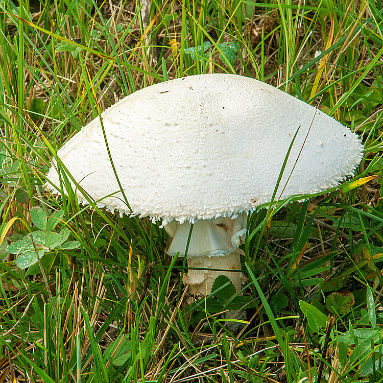 Horse Mushroom (Agaricus arvensis)
Growing from a grassy area