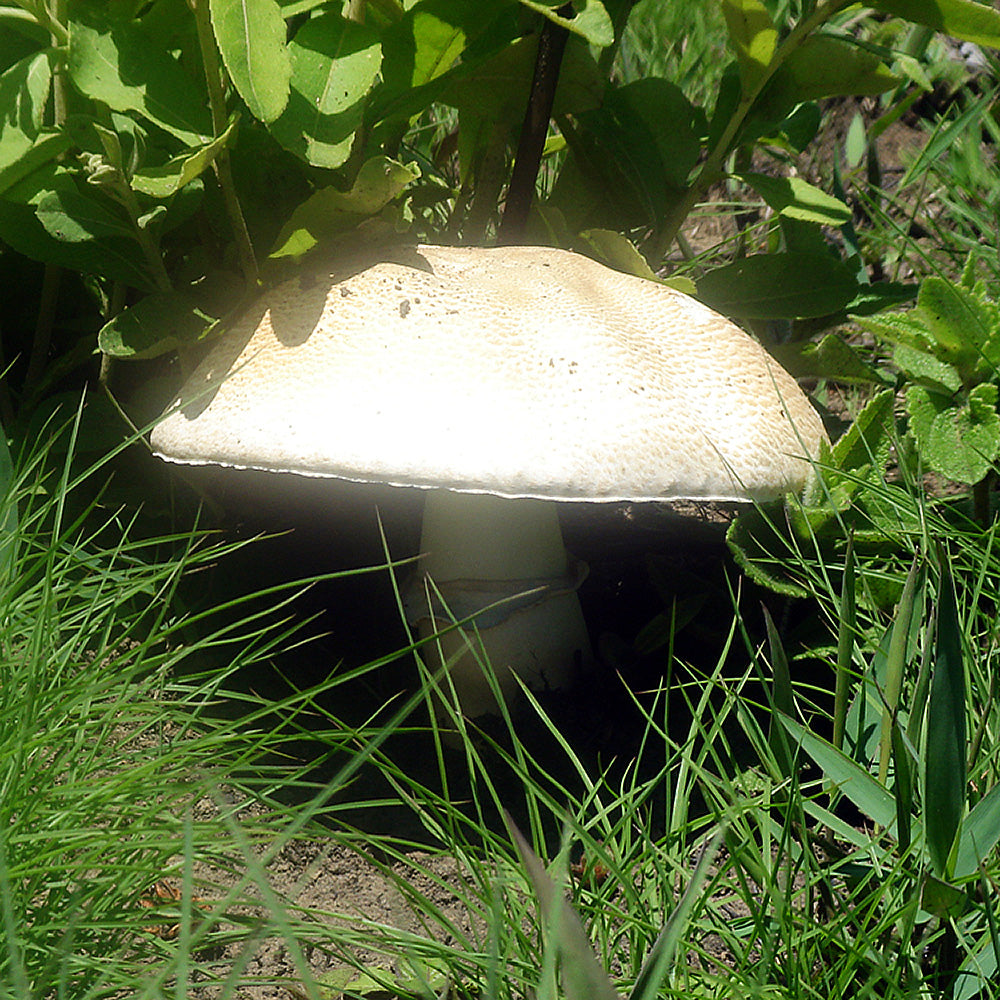 Almond Agaricus (Agaricus subrufescens)