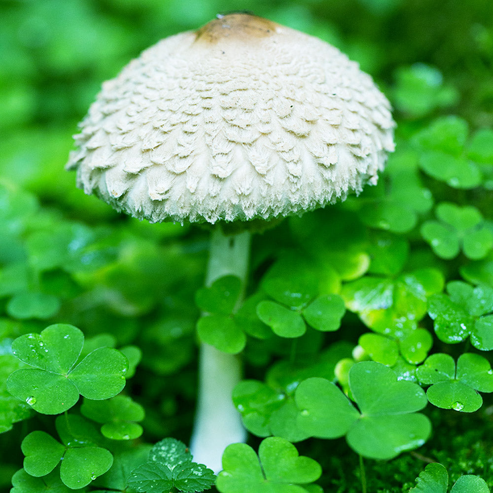 Parasol Mushroom (Amerilepiota procera)