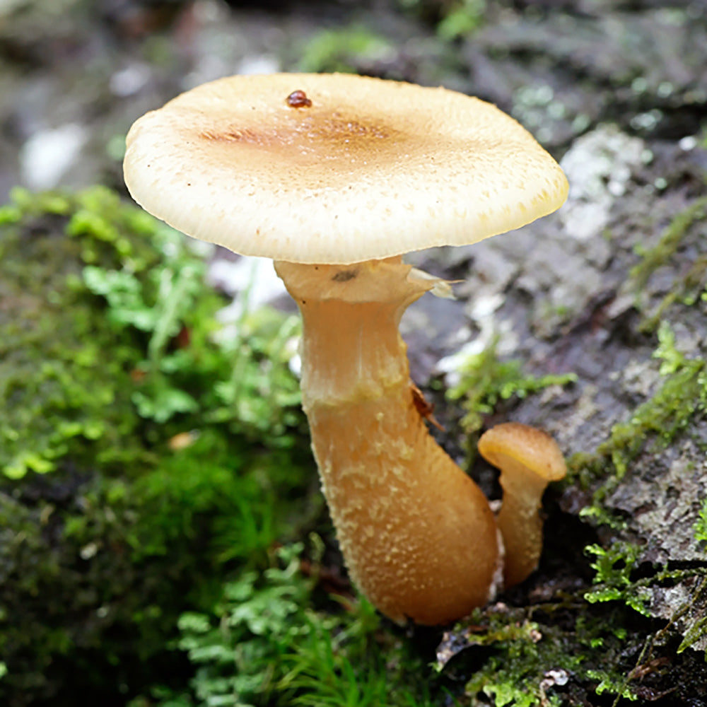 Bulbous Honey Mushroom (Armillaria gallica)