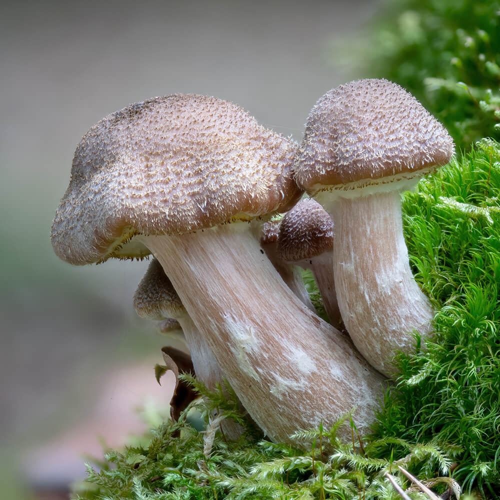 Armillaria nabsnona