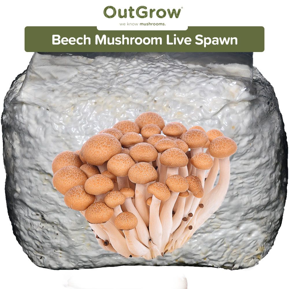 Beech Mushroom (Hypsizygus tessellatus) Live Spawn