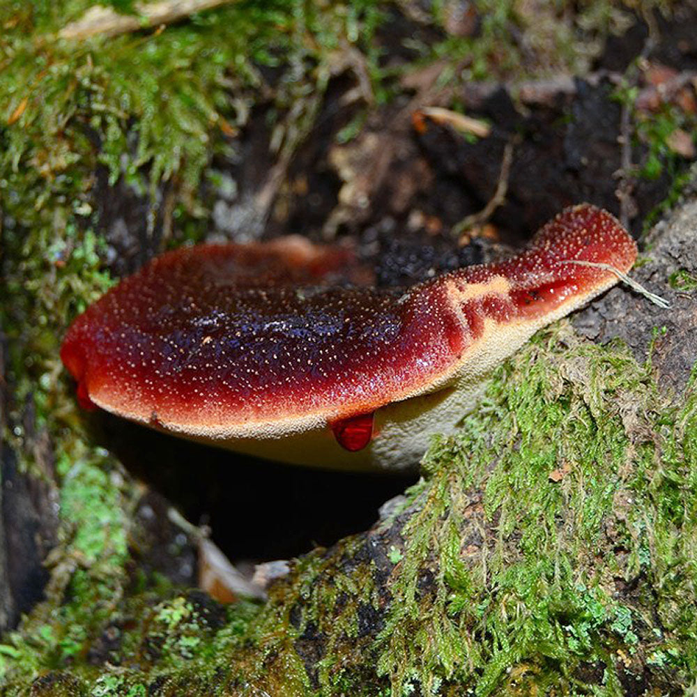 Beefsteak Fungus (Fistulina hepatica)