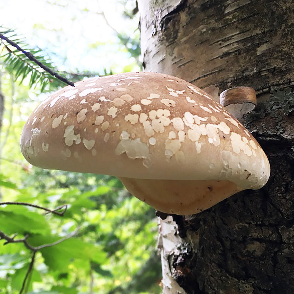 Birch Polypore (Piptoporus betulinus) Mushroom