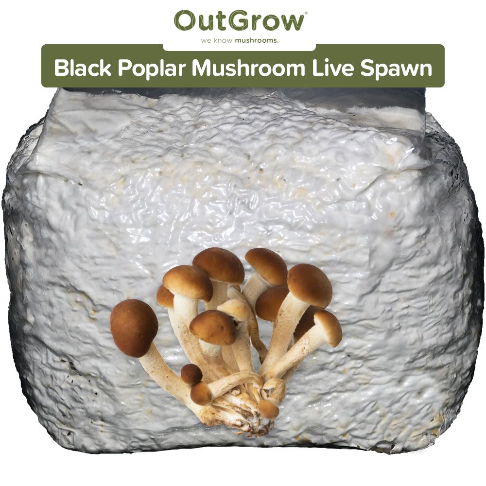Grow Black Poplar Mushrooms Easily 3lb Live Spawn Ready to Use Out Grow
