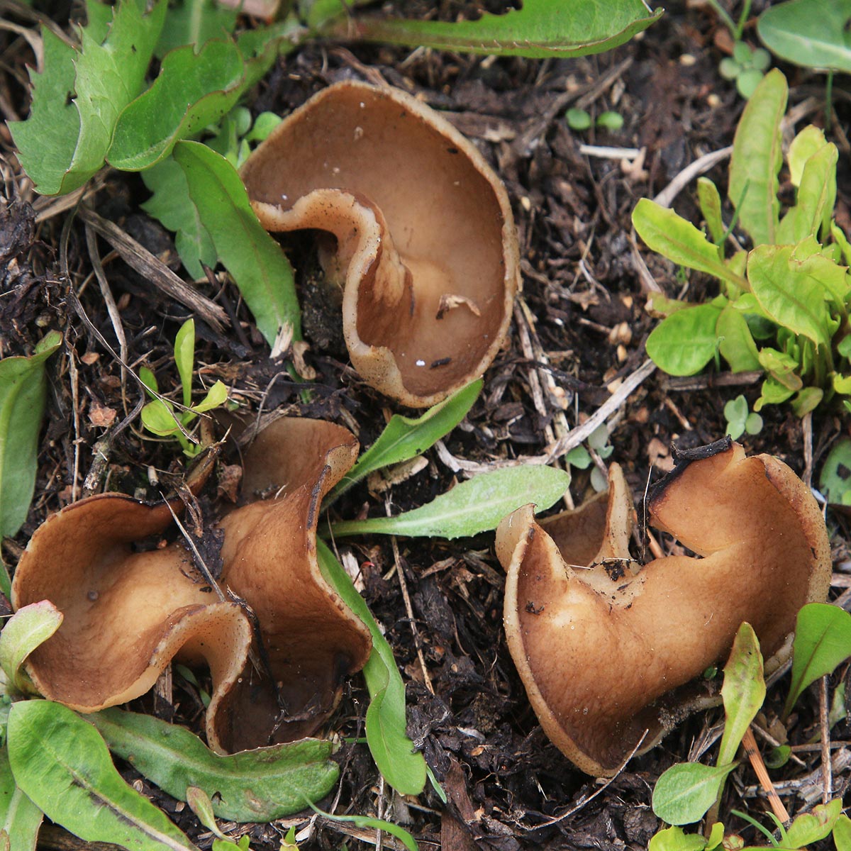 Bleach Cup (Disciotis venosa)