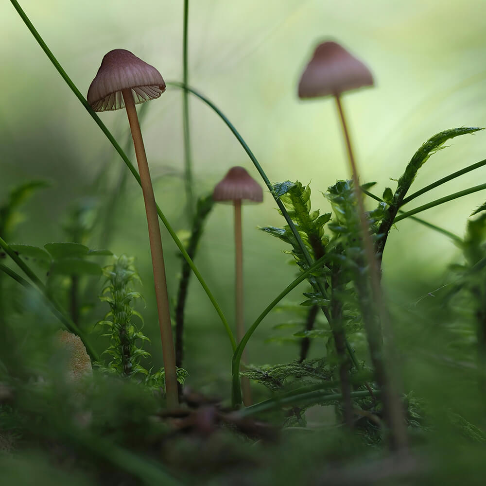 Bleeding Bonnet Mushroom (Mycena sanguinolenta)