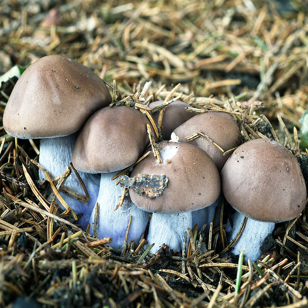Blue Foot Mushroom (Clitocybe sordida)