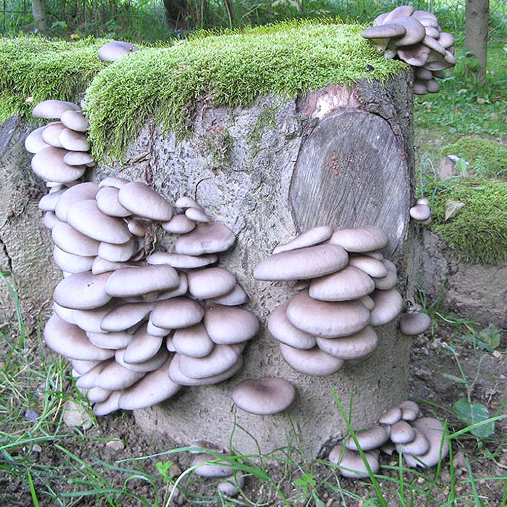 Blue Oyster Mushroom (Pleurotus columbinus)