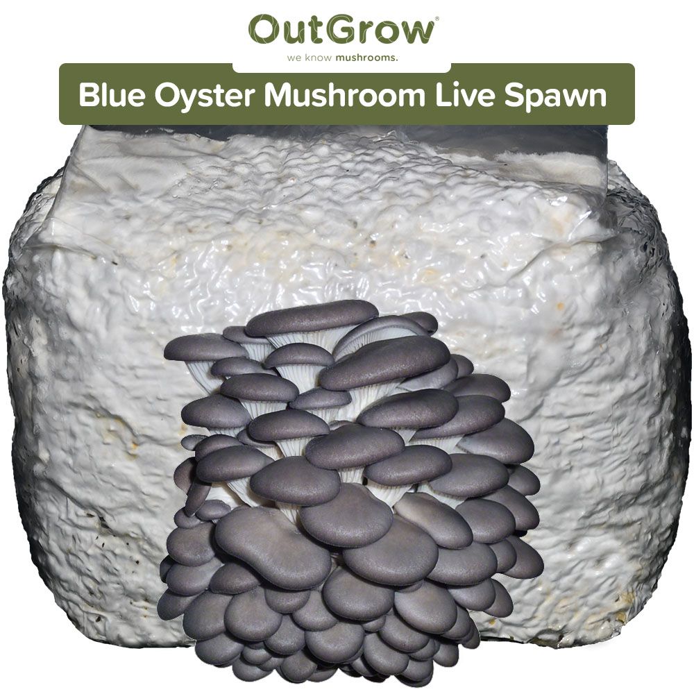 Blue Oyster Mushroom (Pleurotus ostreatus) Mushroom Spawn