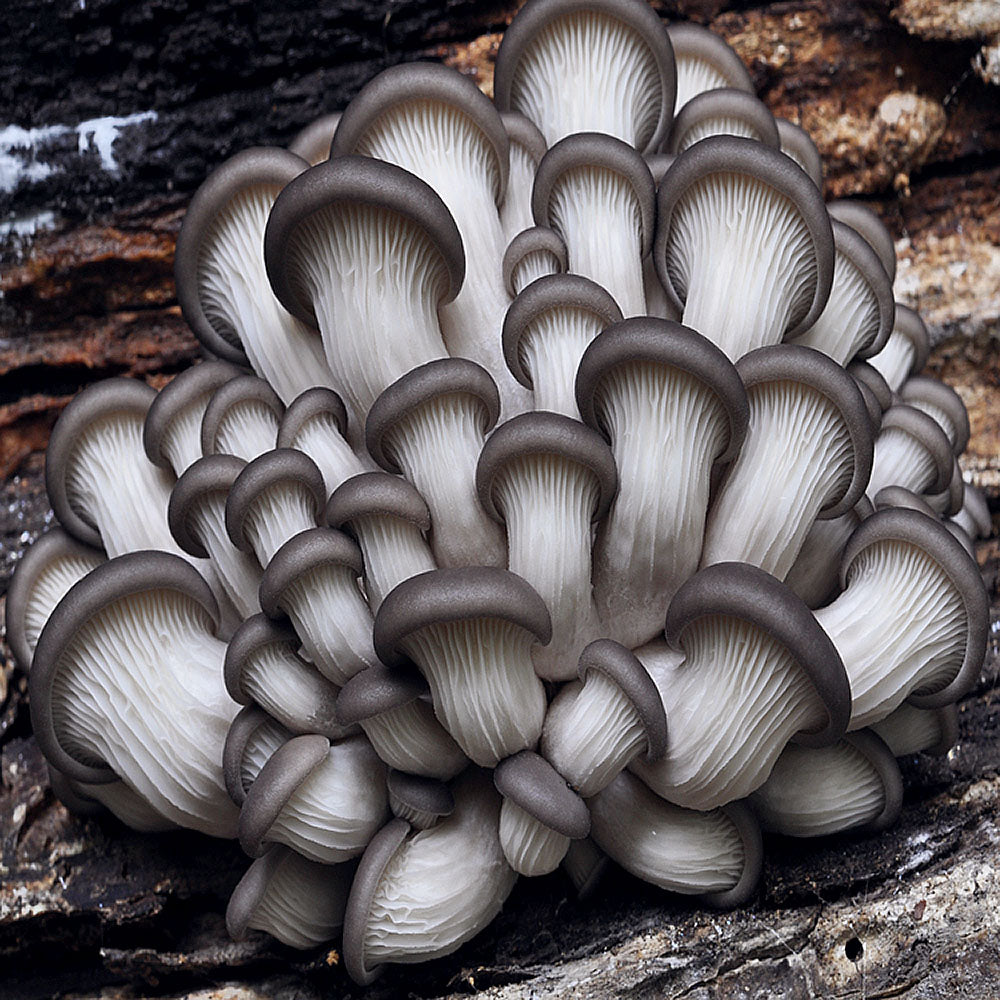 Brat Oyster Mushroom (Pleurotus ostreatus)