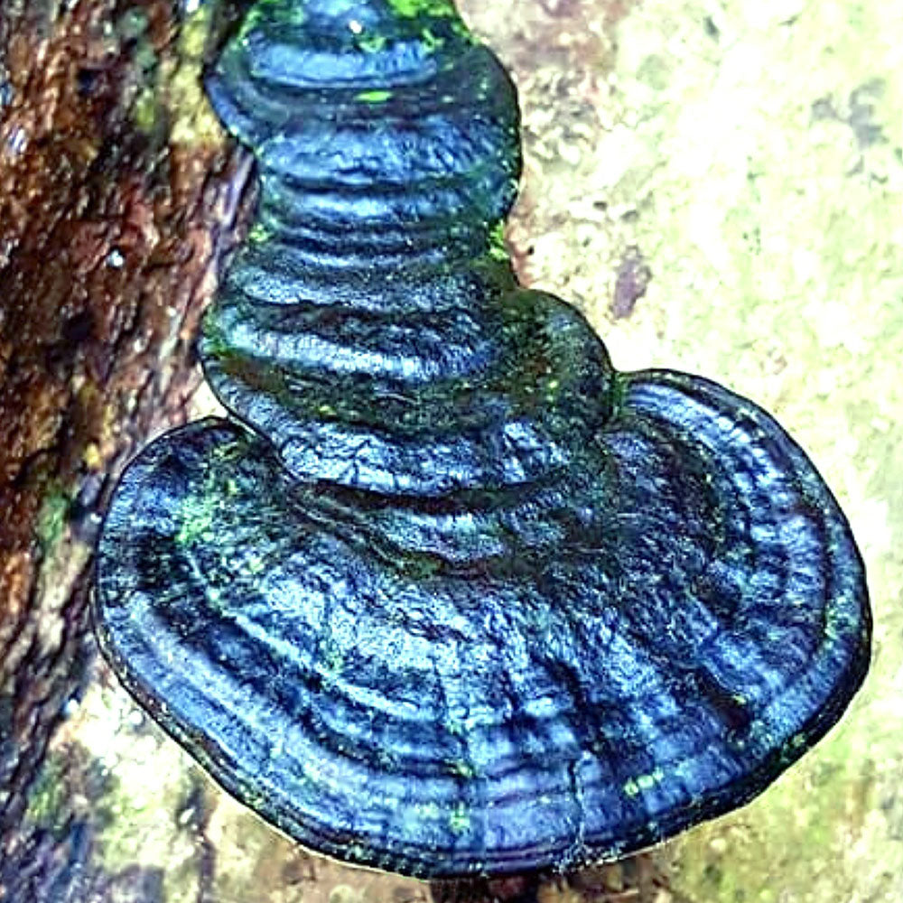 Brazen Bracket (Ganoderma chalceum)