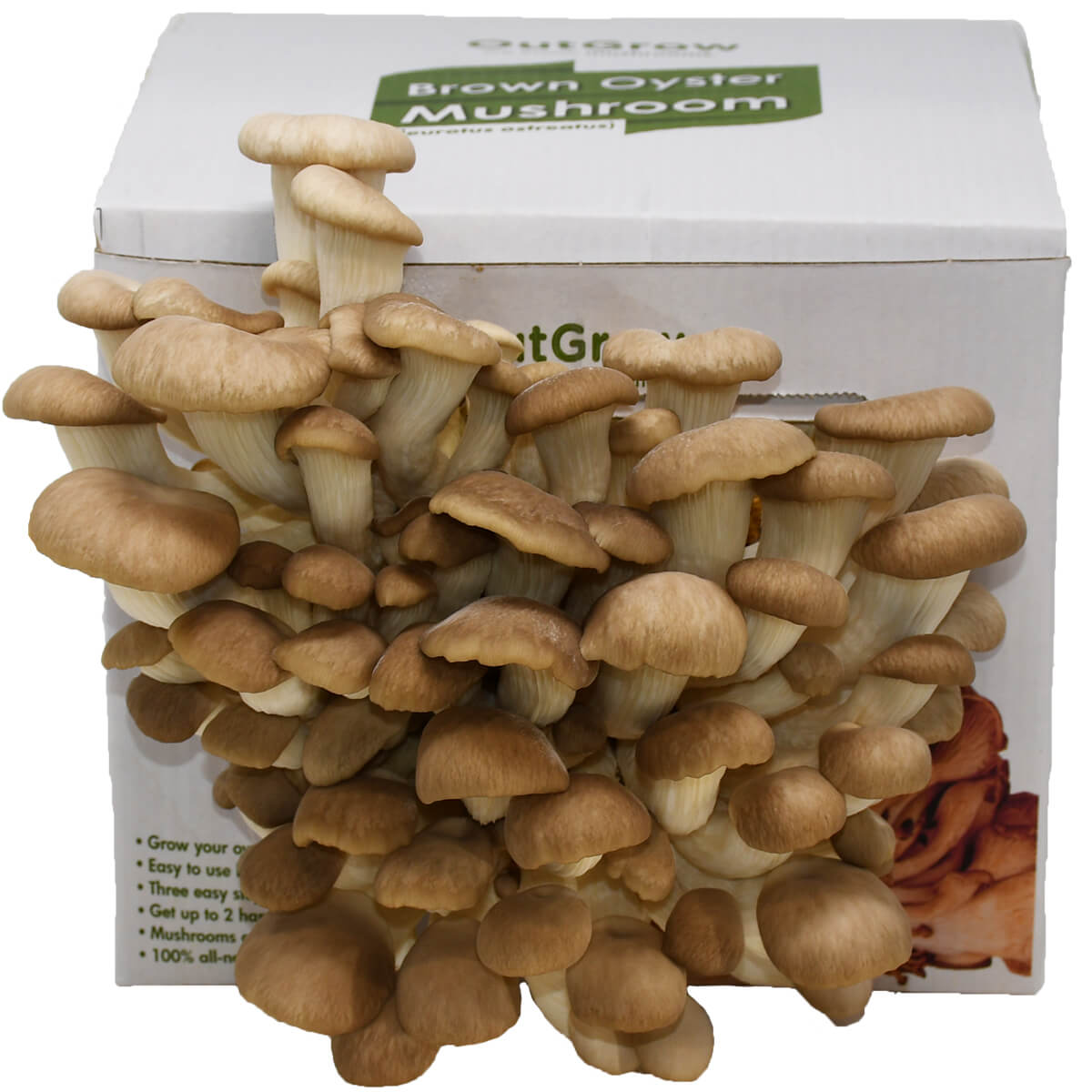 brown oyster mushroom grow kit fruiting
