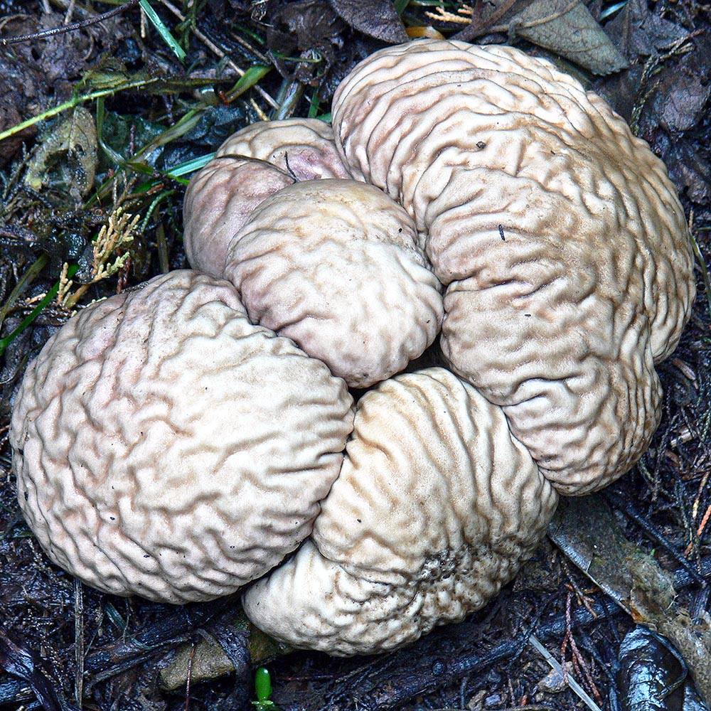 Brain Puffball (Calvatia craniiformis)