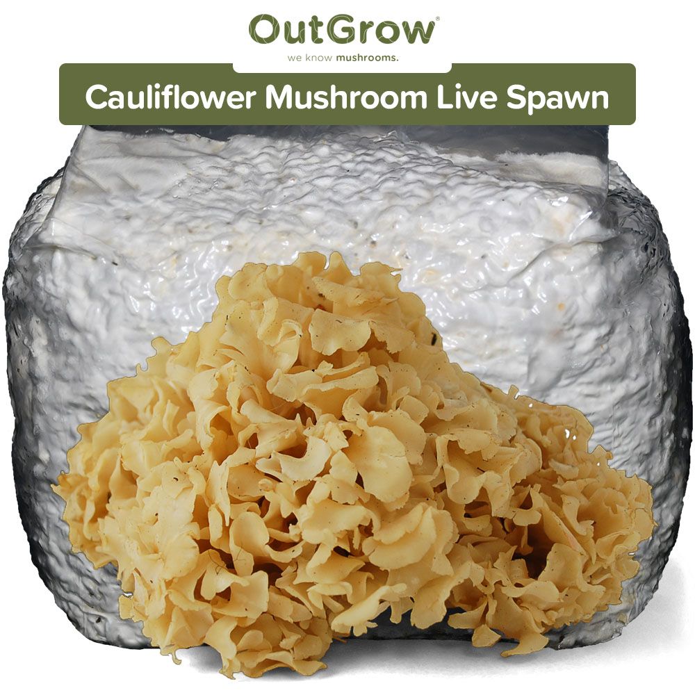 Cauliflower Mushroom (Sparassis crispa) Live Spawn