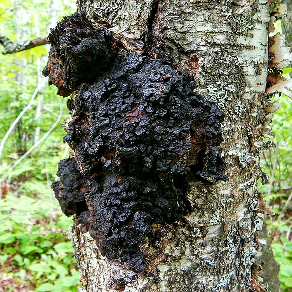 Chaga Mushroom (Inonotus obliquus)