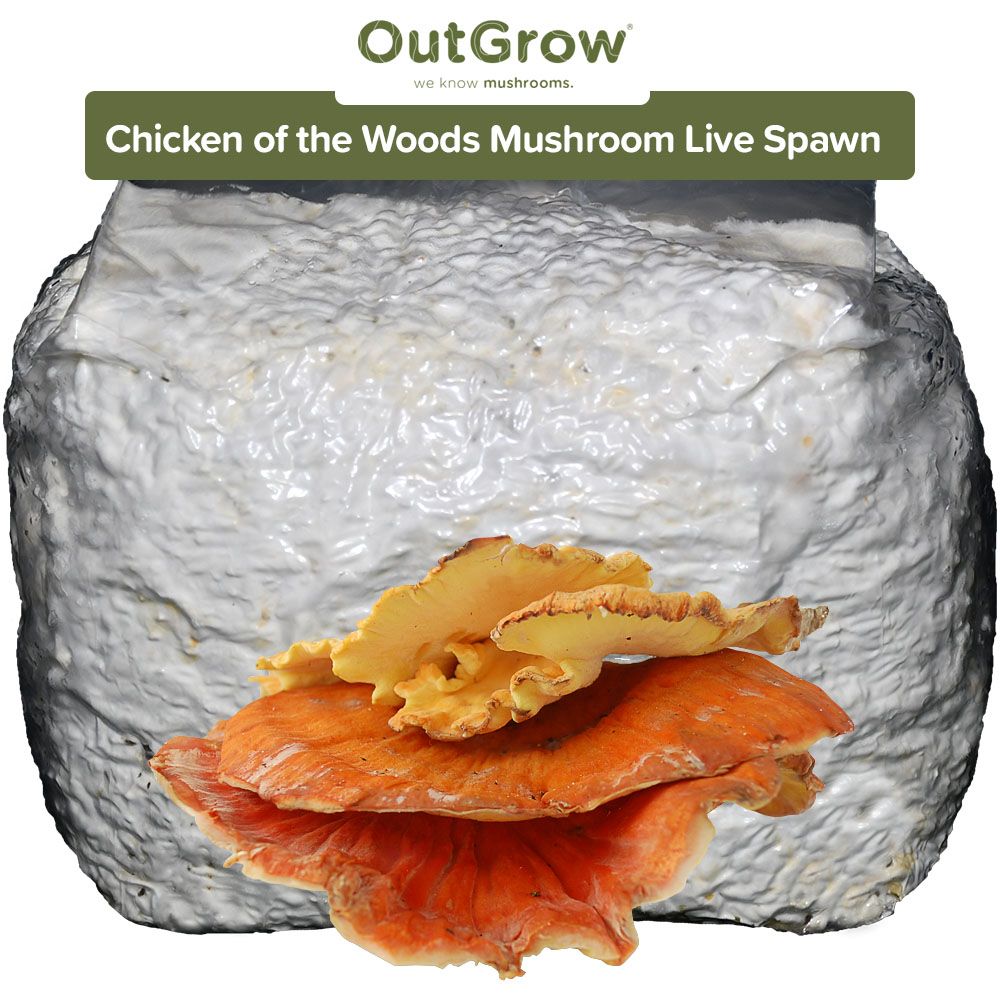 Chicken of the woods (Laetiporus sulphureus) Live Spawn