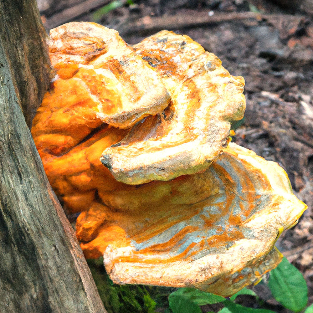 (Laetiporus zonatus)